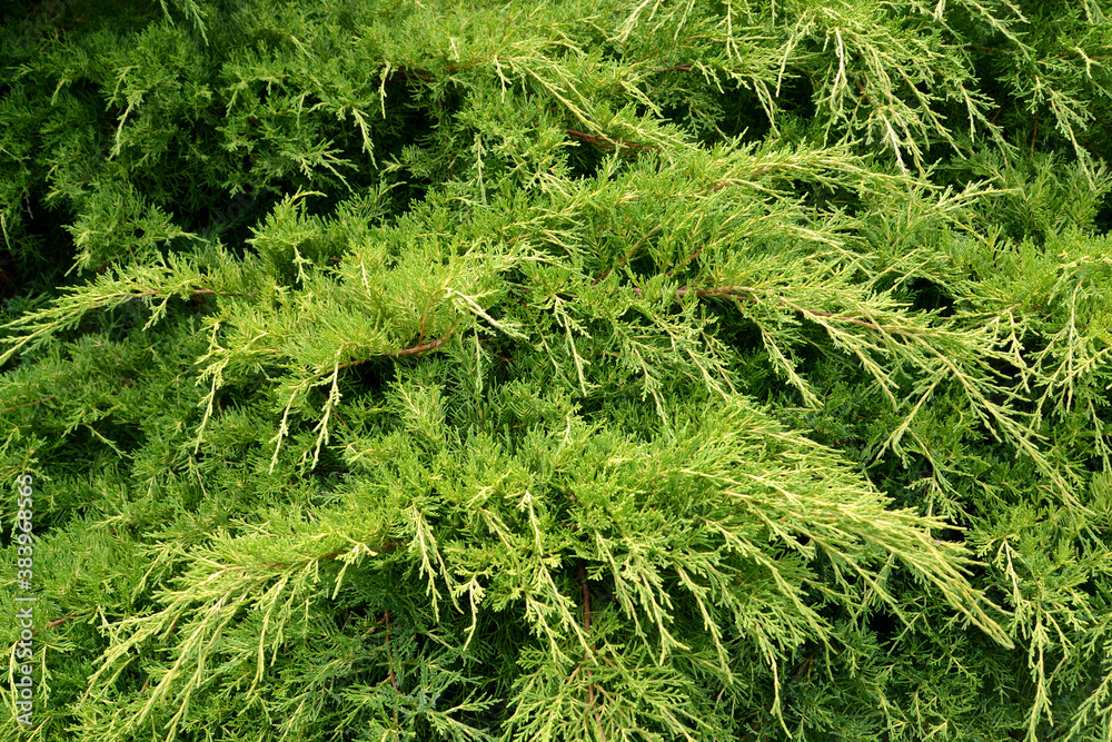 Chinese Pfitzer juniper is golden (Juniperus chinensis Pfitzeriana Aurea). Escapes Chinese Pfitzer juniper is golden (Juniperus chinensis Pfitzeriana Aurea). Escapes