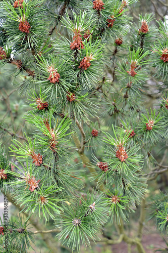 Flowering of Mugo pine (mountain) (Pinus mugo Turra). Background © vodolej