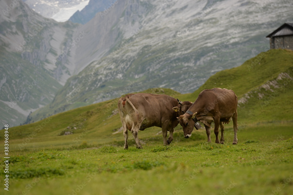 Almleben. <<kühe und Kälber in den Schweizer Alpen Almleben. <<kühe und Kälber in den Schweizer Alpen