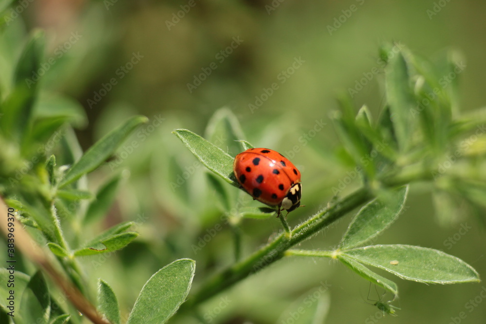 Beautiful ladybug on a flower, ladybug in nature and its marks Beautiful ladybug on a flower, ladybug in nature and its marks