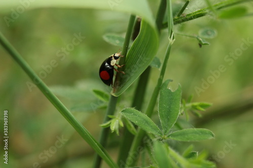 Beautiful ladybug on a flower, ladybug in nature and its marks
