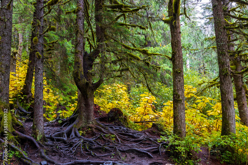 Spooky tree and scary exposed tree roots in mysterious Alaskan rain forest near Girdwood, Alaska.