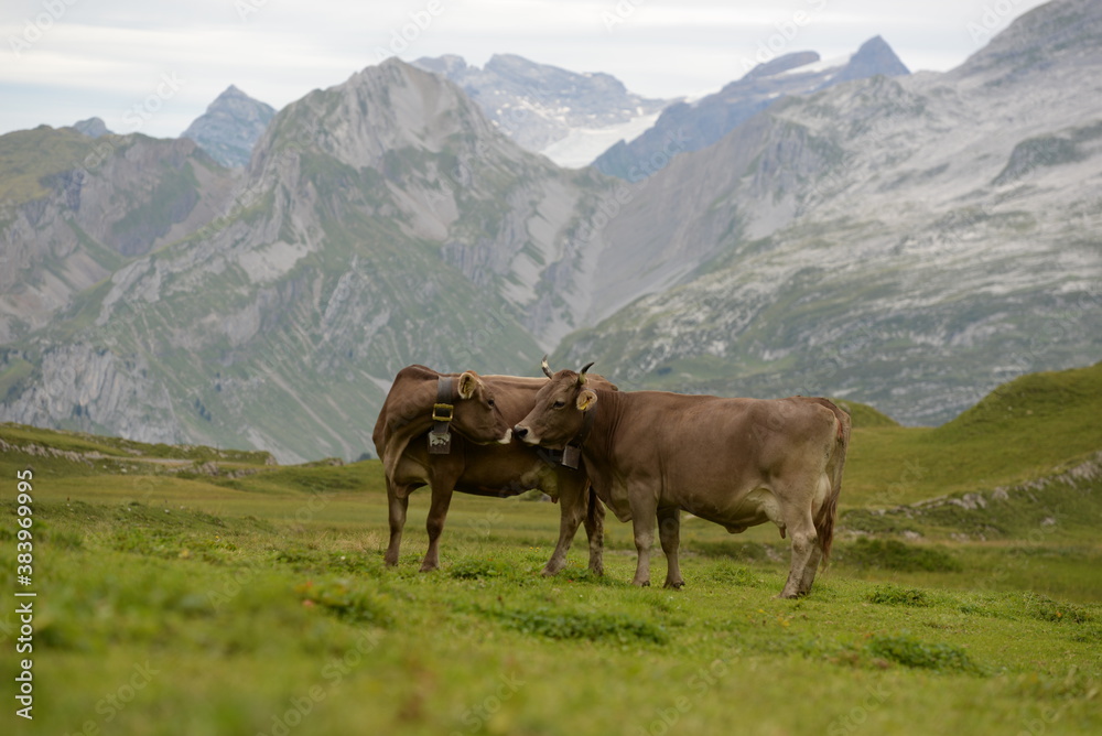 Almleben. <<kühe und Kälber in den Schweizer Alpen