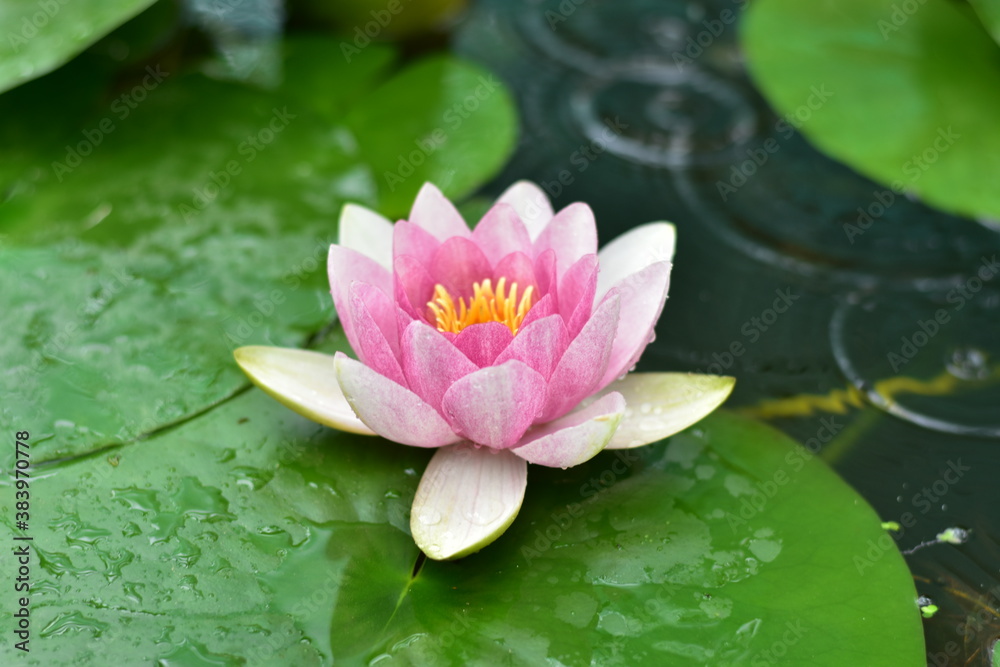 aquatic, asia, background, bloom, blossom, botanic, botanical, buddhism, clean, concentration, decoration, detail, exotic, flora, floral, flower, fresh, garden, gardening, green, japan, japanese, leaf aquatic, asia, background, bloom, blossom, botanic, botanical, buddhism, clean, concentration, decoration, detail, exotic, flora, floral, flower, fresh, garden, gardening, green, japan, japanese, leaf