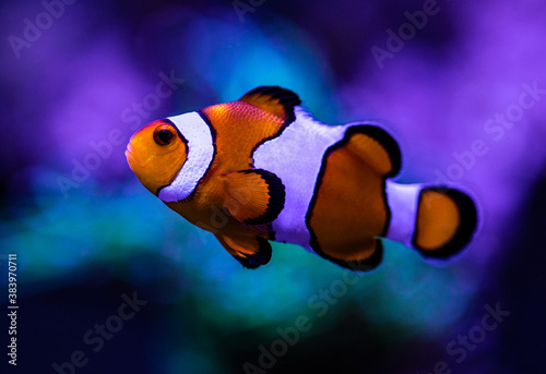 Clown fish (Amphiprion ocellaris)