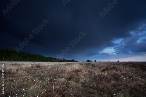 dark stormy sky over marsh with cotton grass