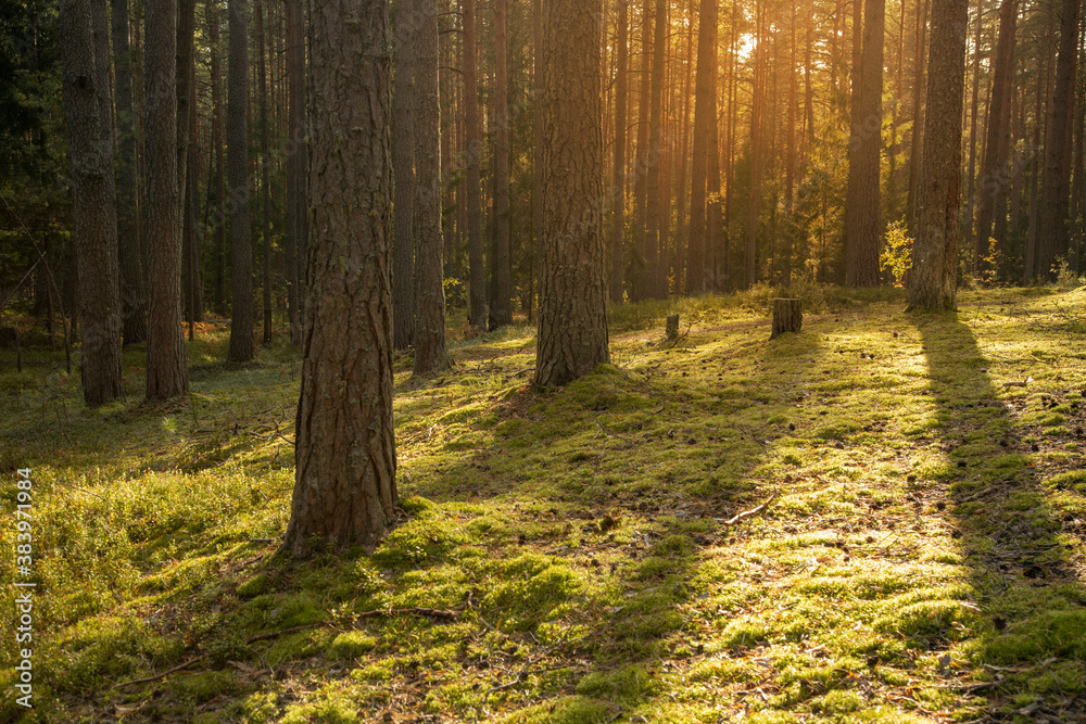 Fototapeta premium Sunset in the pine forest