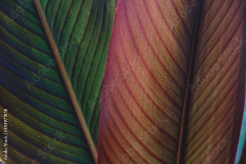 Modern Abstract Green and Red leaves Texture Closeup Background. Nature Concept of Tropical Leaf