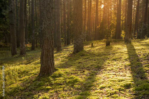 Sunset in the pine forest