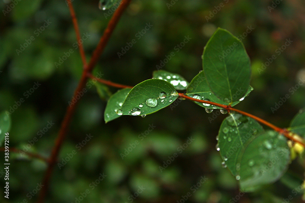 Wet Symphoricarpos albus leaves with transparent different water drops after the autumnal rain. Blurry background. Wet Symphoricarpos albus leaves with transparent different water drops after the autumnal rain. Blurry background.