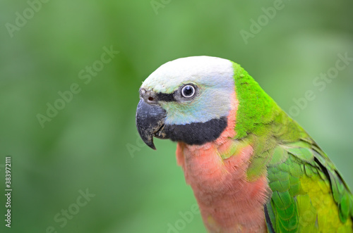 Red-breasted Parakeet photo