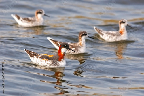 Red-necked Phalarope photo