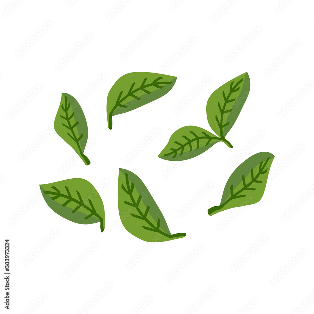 Basil in flat style. Ingredients for Italian cuisine. Pieces of traditional greenery for Italian pizza. Vector clipart for culinary book, pizzeria menu and web design.