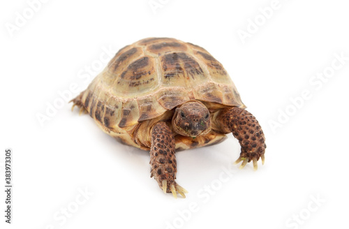 Russian Asian tortoise over white photo