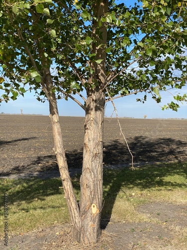 tree on the beach