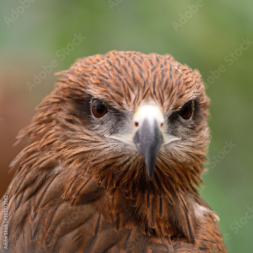 Obraz na plátně Black Kite