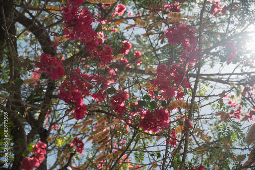 beautiful fuchsia colored tropical flowers hang from the branches of a tree on a sunny spring afternoon