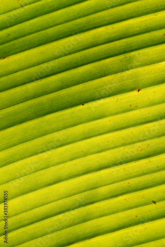 Macro shot of a fresh green banana tree leaf background texture