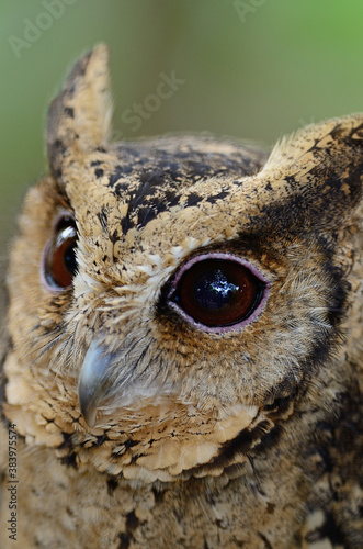 Oriental Scops Owl photo