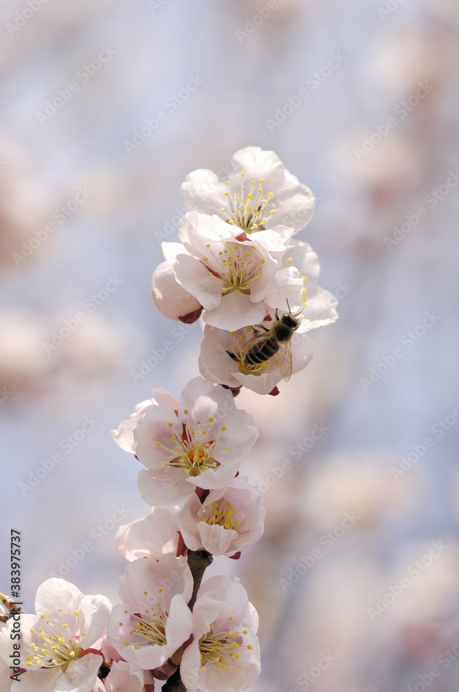 アンズの花にハチ アンズの花にハチ