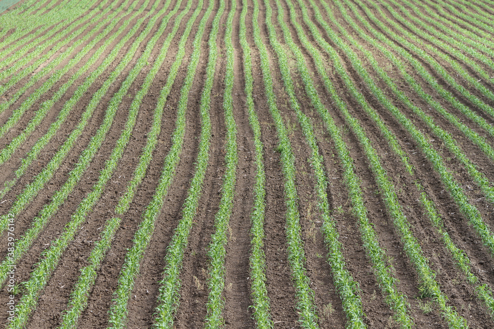 Aussaat auf einem Feld Ackerbau Agrar Aussaat auf einem Feld Ackerbau Agrar