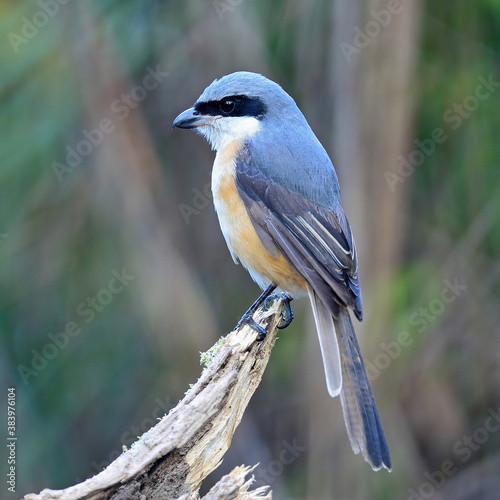 Grey-backed Shrike photo