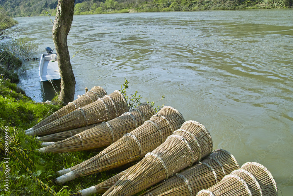 Fototapeta premium ヤツメドウ