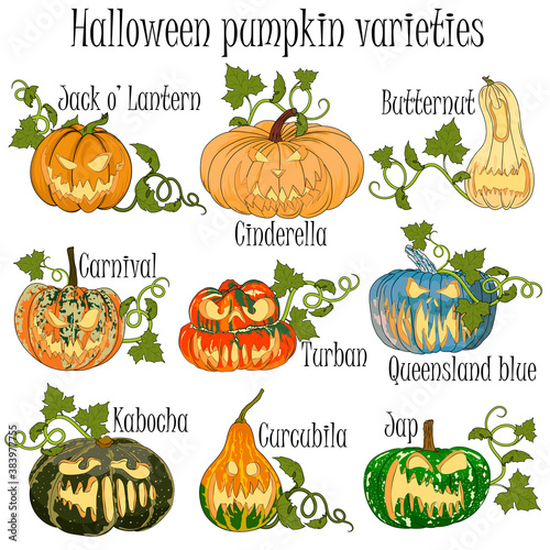 Pumpkin varieties with decoration for Halloween. Hand drawn pumpkins with titles for All Saints Day celebration.