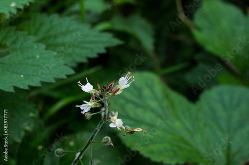 Photos Witch's grass or Circaea lutetiana