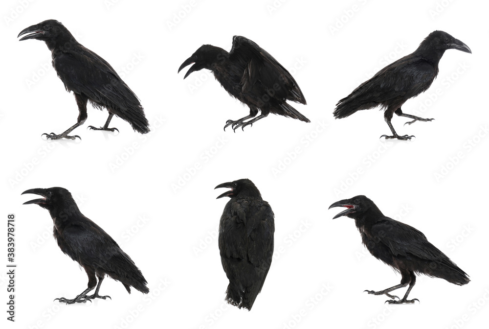 Obraz premium Collage with black ravens on white background