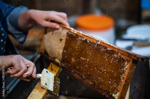 Beekeeper uncapping honey cells on the frames with a uncapping comb.