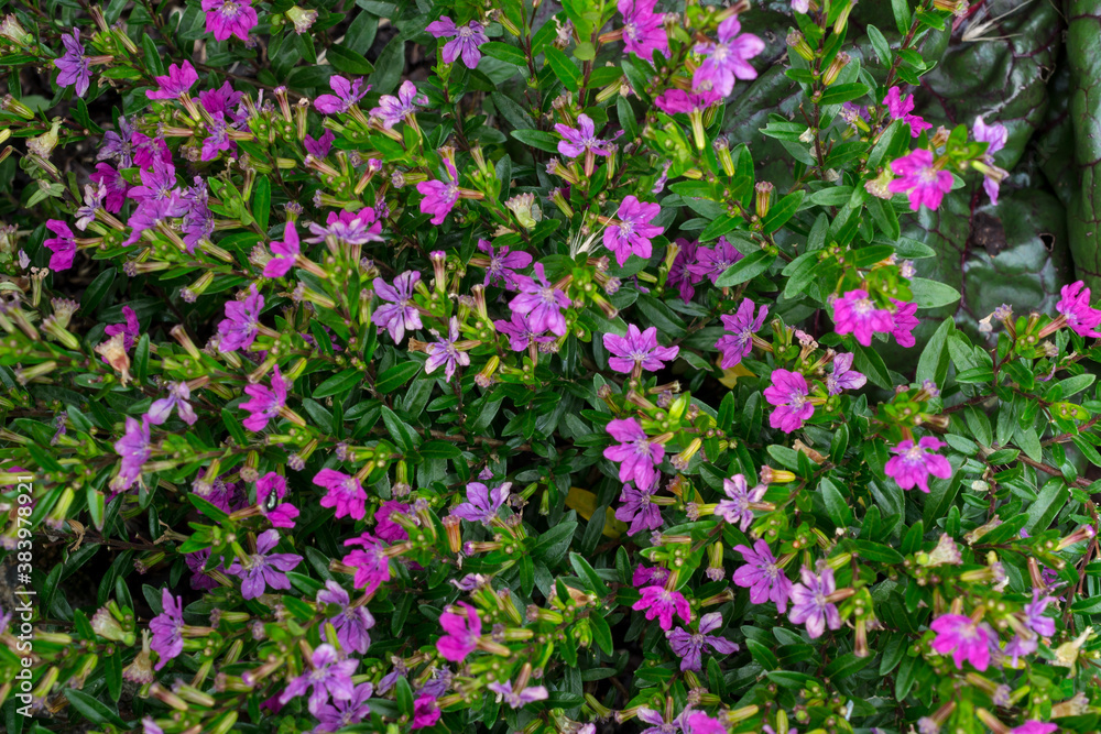 The Mexican Heather or Cuphea hyssopifolia, shown here in a French shrubbery, is native to Mexico and has become established in Hawaii where it is considered a pest.
