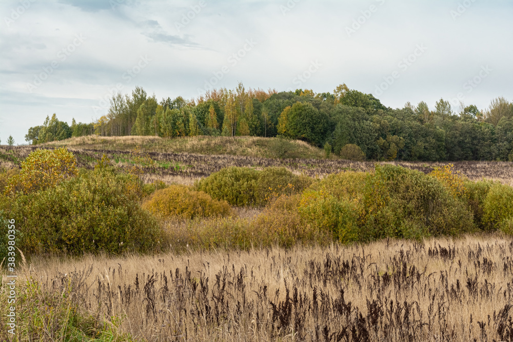 Field with yellow dry grass and Rumex confertus. Tall stalks of dry grass. Forest on the horizon. Blue sky with white clouds. Autumn wildlife landscape Field with yellow dry grass and Rumex confertus. Tall stalks of dry grass. Forest on the horizon. Blue sky with white clouds. Autumn wildlife landscape