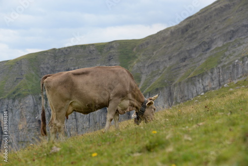 Kühe auf der alm