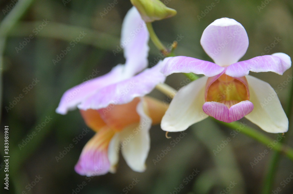 Obraz premium purple iris flower