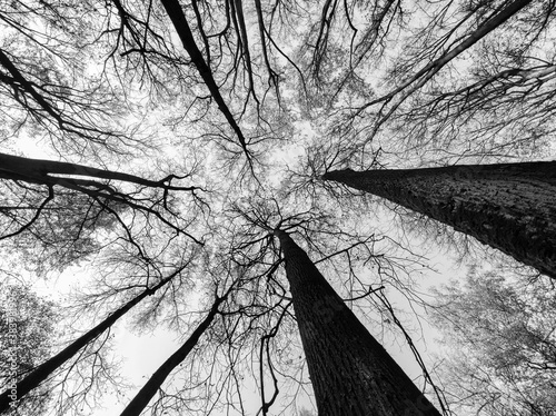 Bild auf Leinwand Trees from below. Black and white forest silhouette