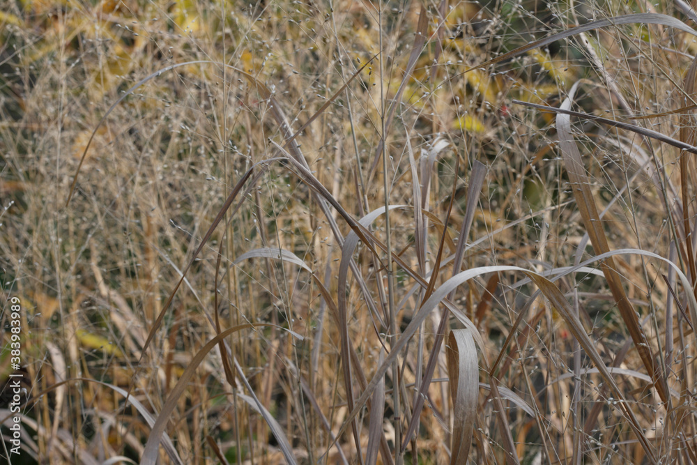 Fototapeta premium 秋のパニカム