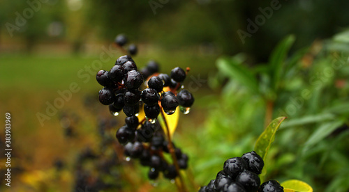 Privet black wet berries with water drops. Dense green bush. Natural background. Native to central and southern Europe.