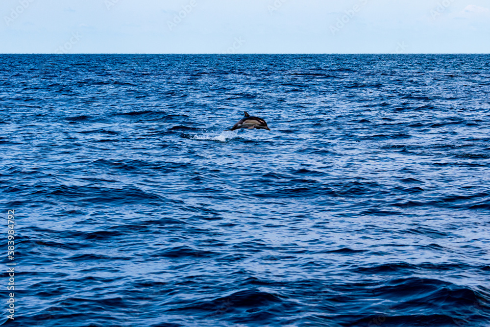 Naklejka premium Dolphins jump into the sea. Underwater world.