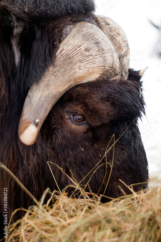 Alaska Animal Musk OX feeds on hay straw vertical composition