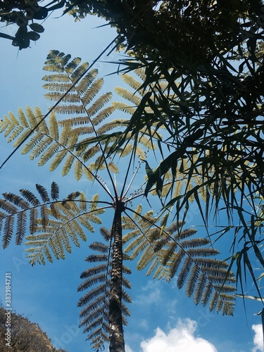 Jungle Palm tree, Borneo photo