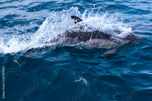 Dolphins jump into the sea. Underwater world.
