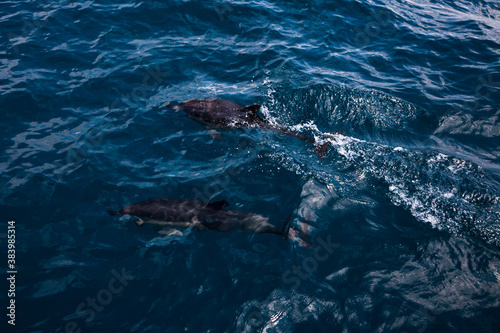 Dolphins jump into the sea. Underwater world.
