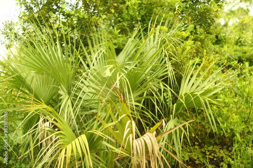Saw Palmetto or Serenoa repens palm native Florida tropical wild shrub photo