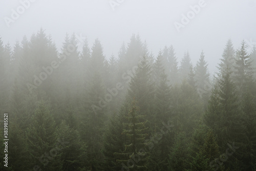 Fototapeta Naklejka Na Ścianę i Meble -  fog in the pine woods