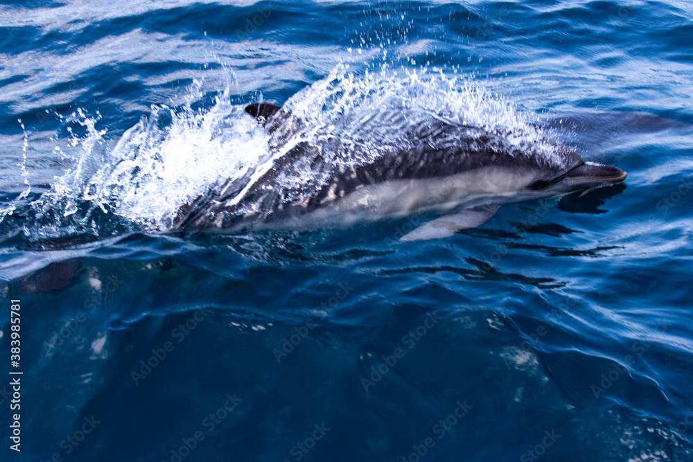 Fototapeta premium Dolphins jump into the sea. Underwater world.