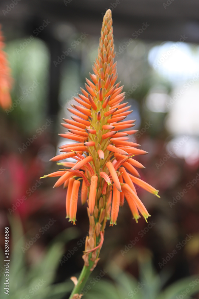 orange flower in the garden orange flower in the garden