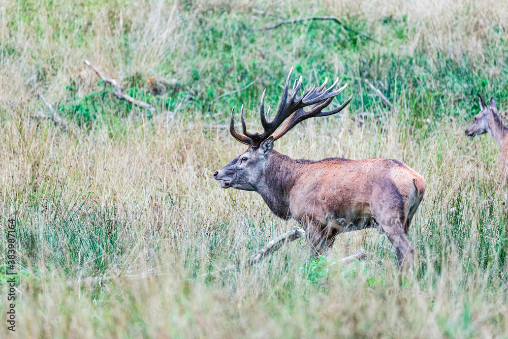 Big old red deer with huge antlers roaring while running in the wilderness Big old red deer with huge antlers roaring while running in the wilderness