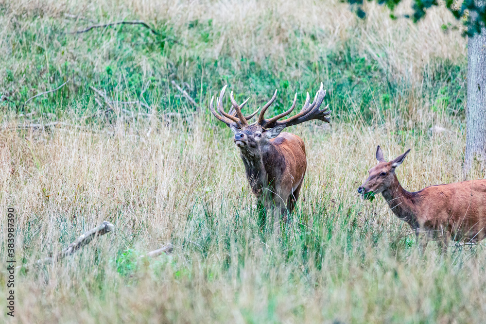 Big old red deer stag with hugh crown-like antlers eyeballing his hind while hes chews her green leaves
