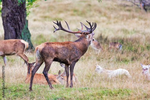 Canvas Print Big old red deer with huge antlers roaring on a grassy plain with his hinds in t